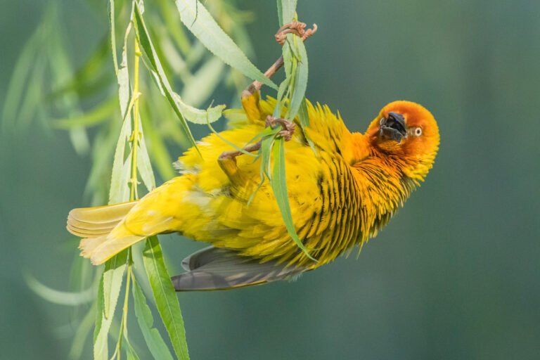 Cape Weaver on a nest.