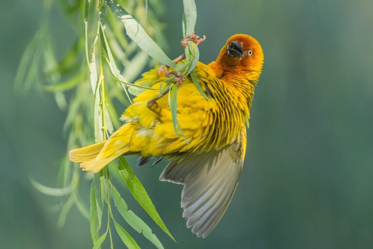 Cape Weaver on a nest.