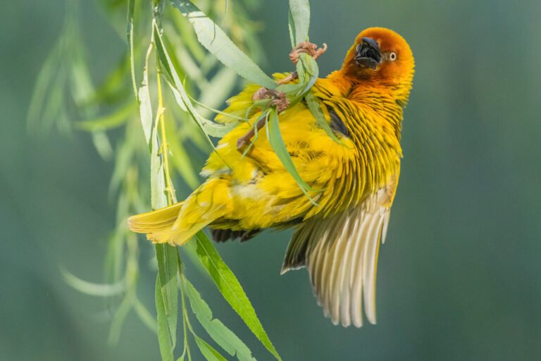 Cape Weaver on a nest.