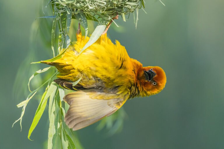 Cape Weaver on a nest.