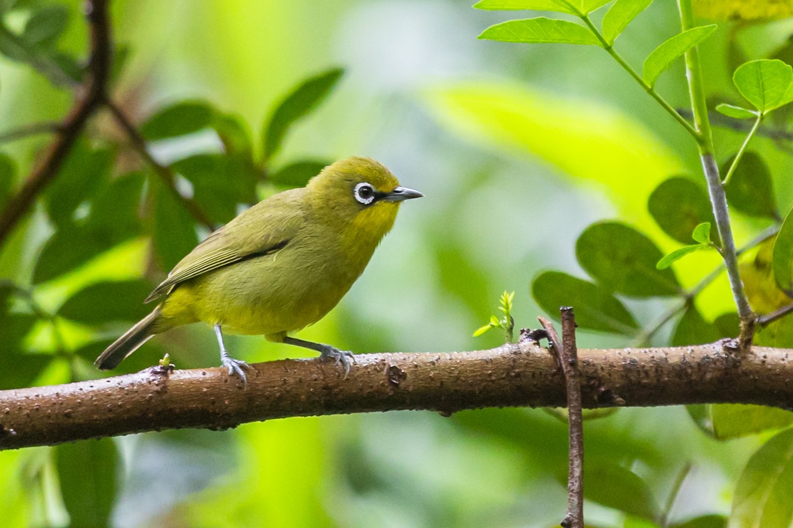 cape-white-eye-bird-perched-1