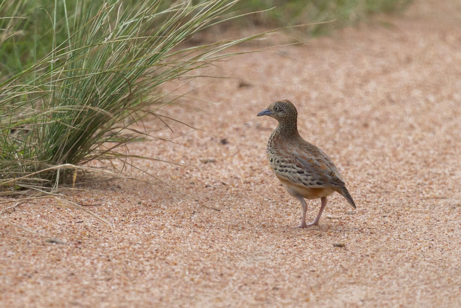 common-buttonquail-walking