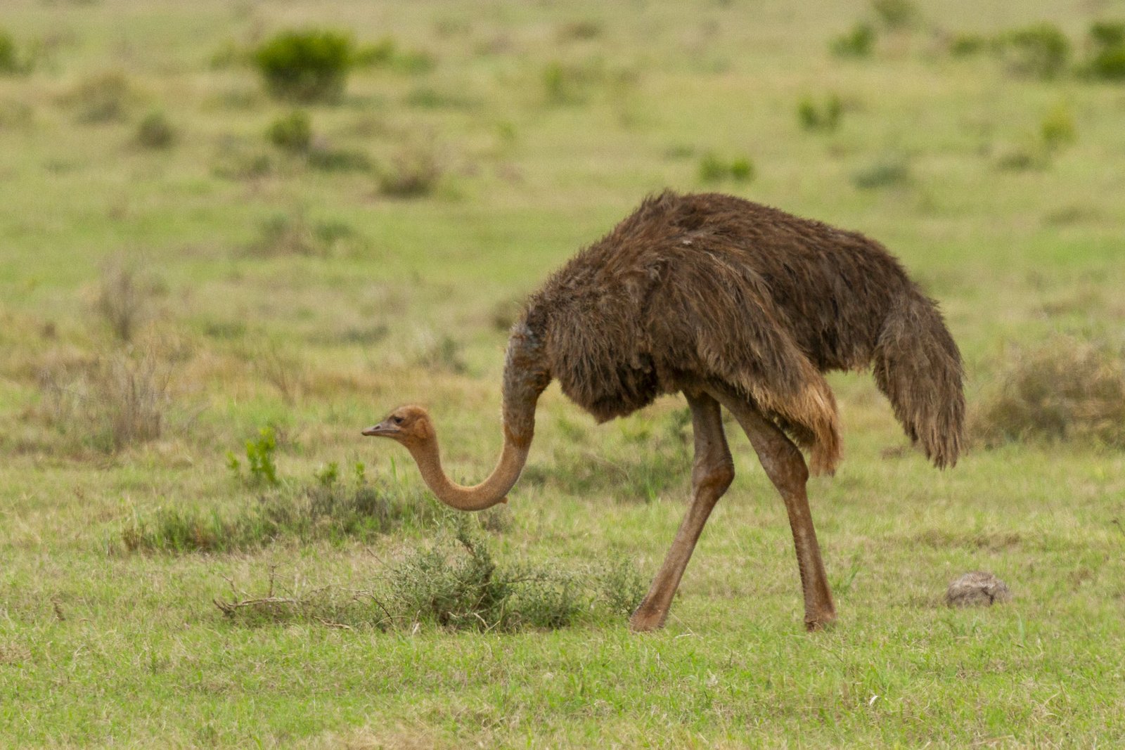 common-ostrich-walking