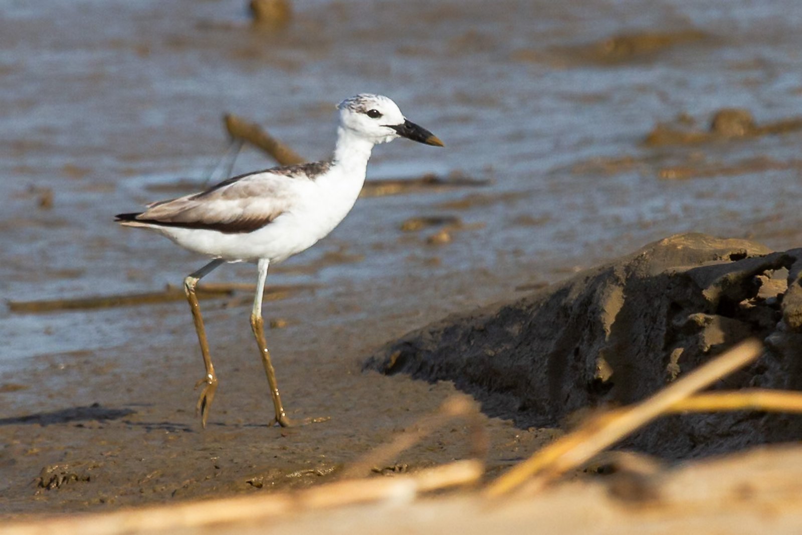 crab-plover-bird-walking-1