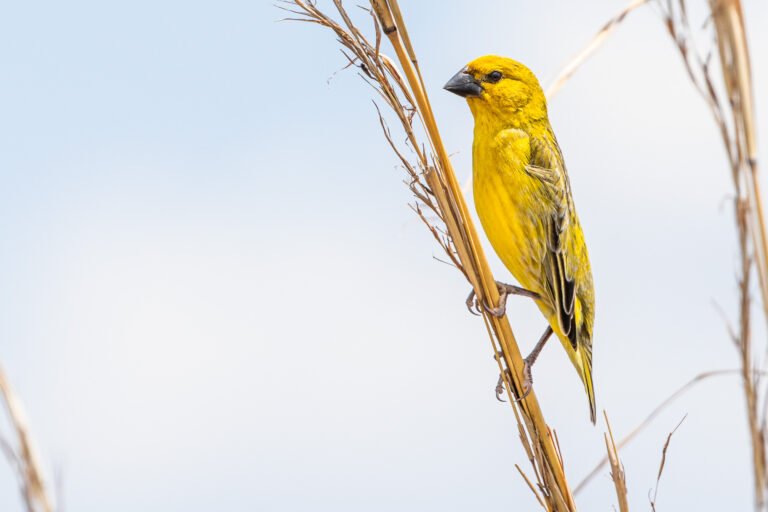 Cuckoo-finch perched on a stem.