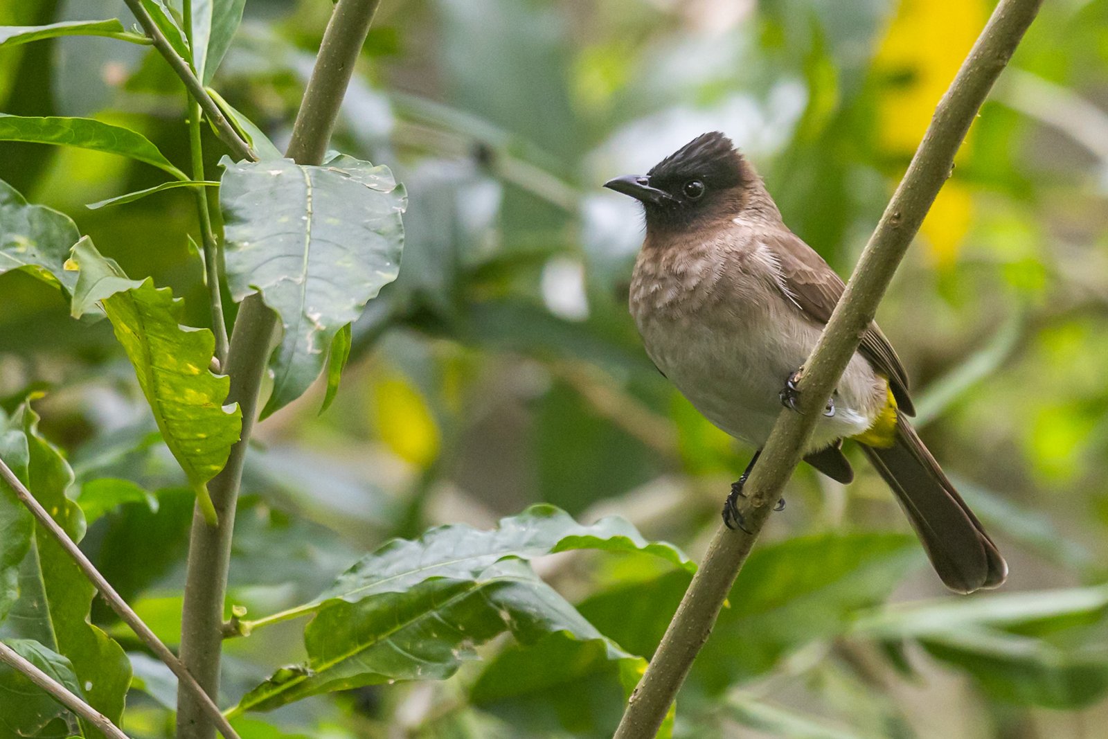 dark-capped-bulbul-bird-perched