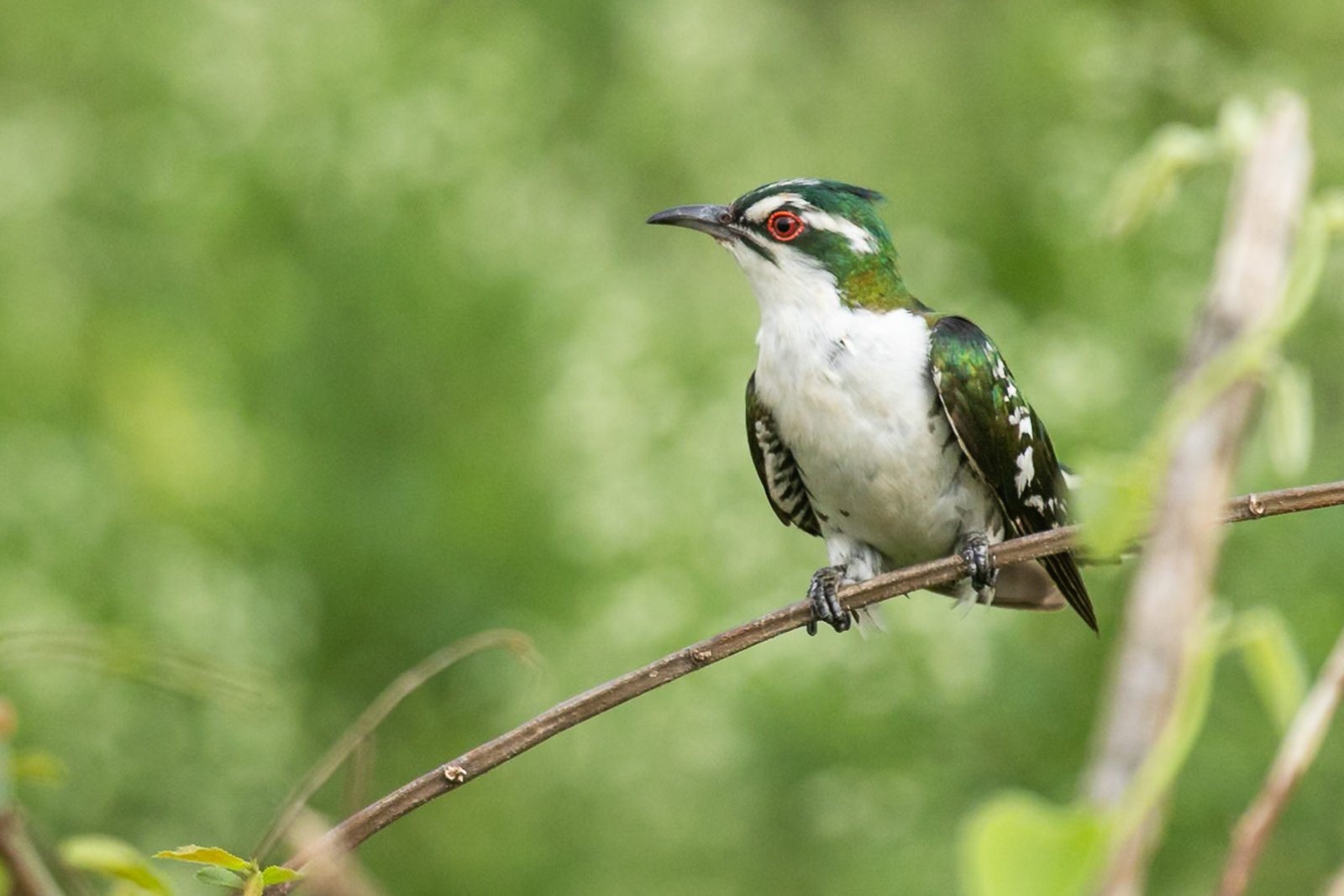 diederik-cuckoo-bird-perched-4