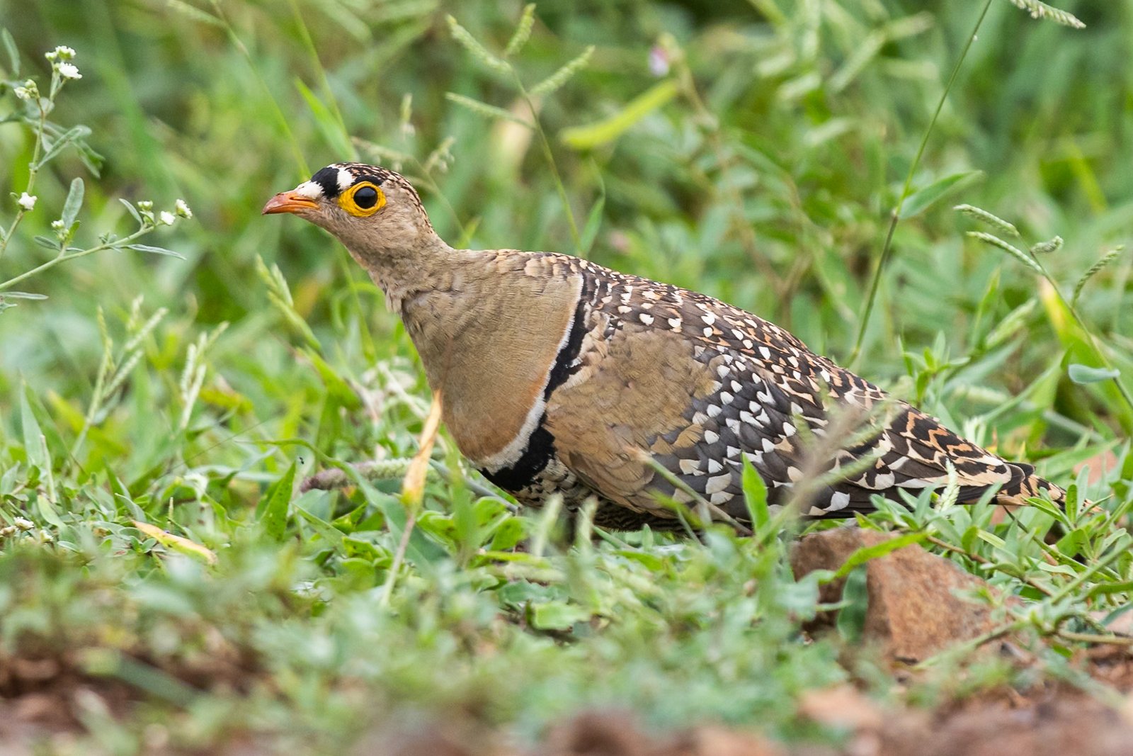 double-banded-sandgrouse-bird-walking