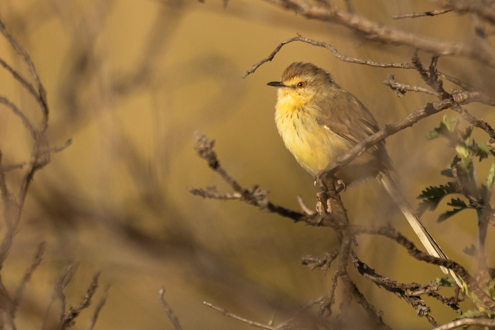 drakensberg-prinia-bird-perched