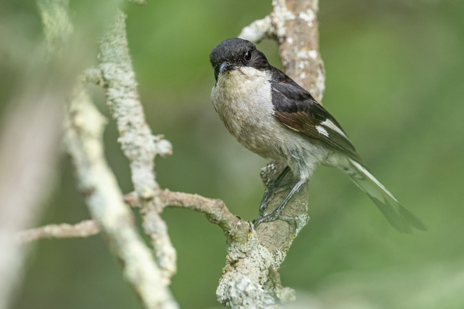 Fiscal Flycatcher perched on a branch.