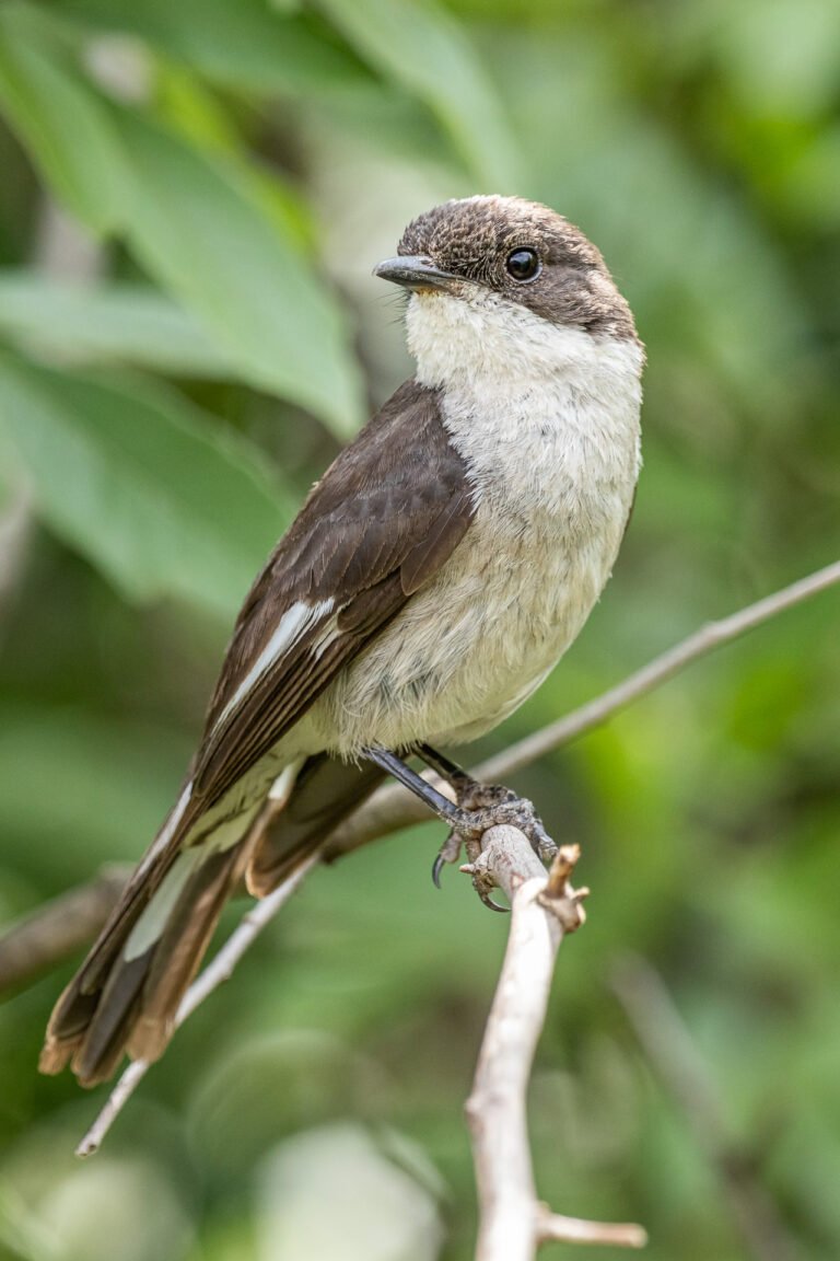 Fiscal Flycatcher perched on a branch.