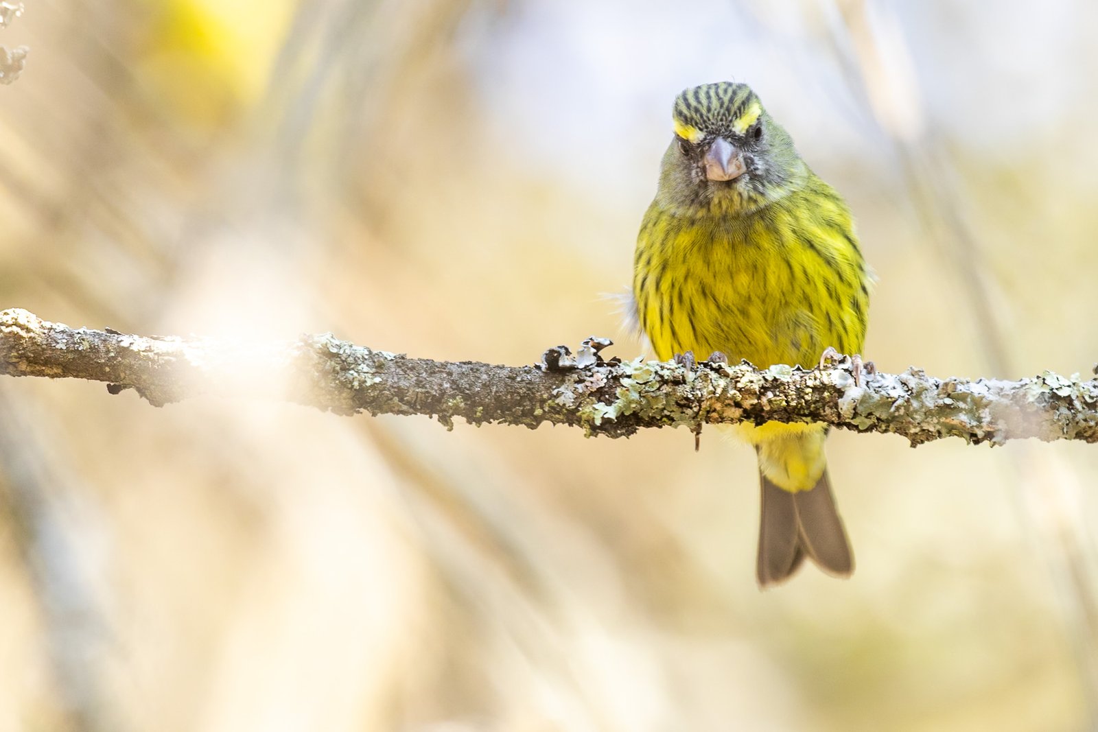 forest-canary-bird-perched