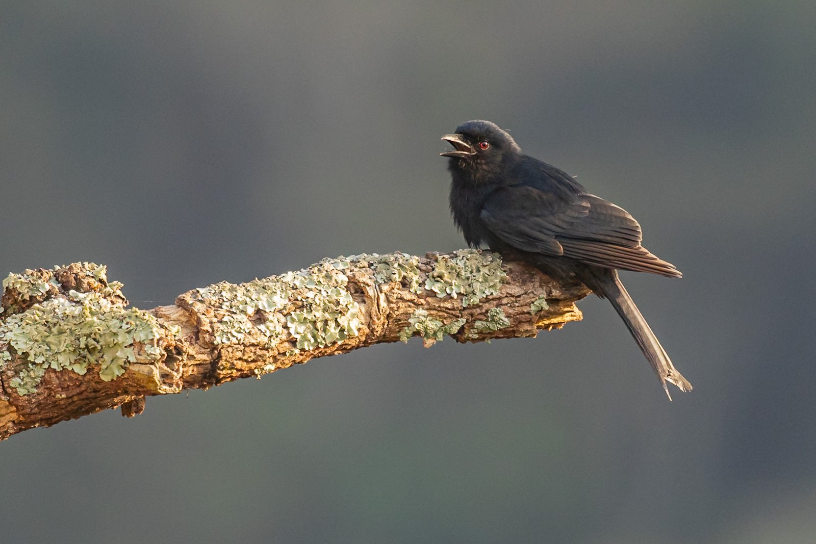 fork-tailed-drongo-bird-perched-2