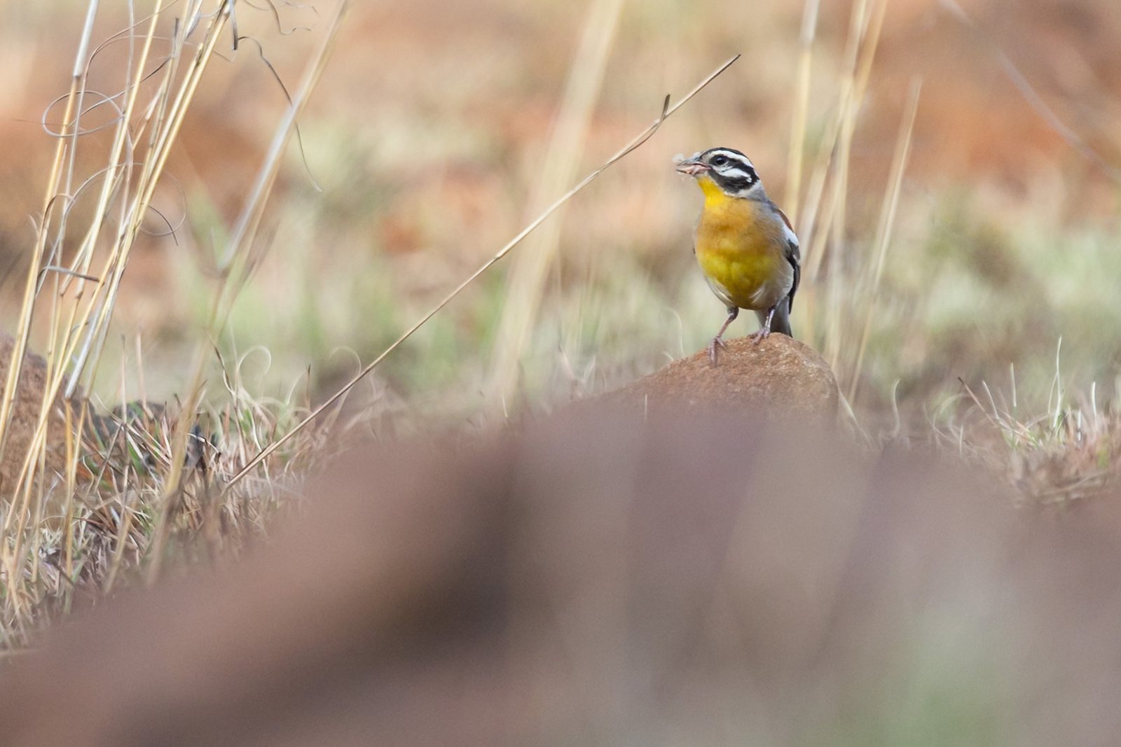 golden-breasted-bunting-bird-perched-4