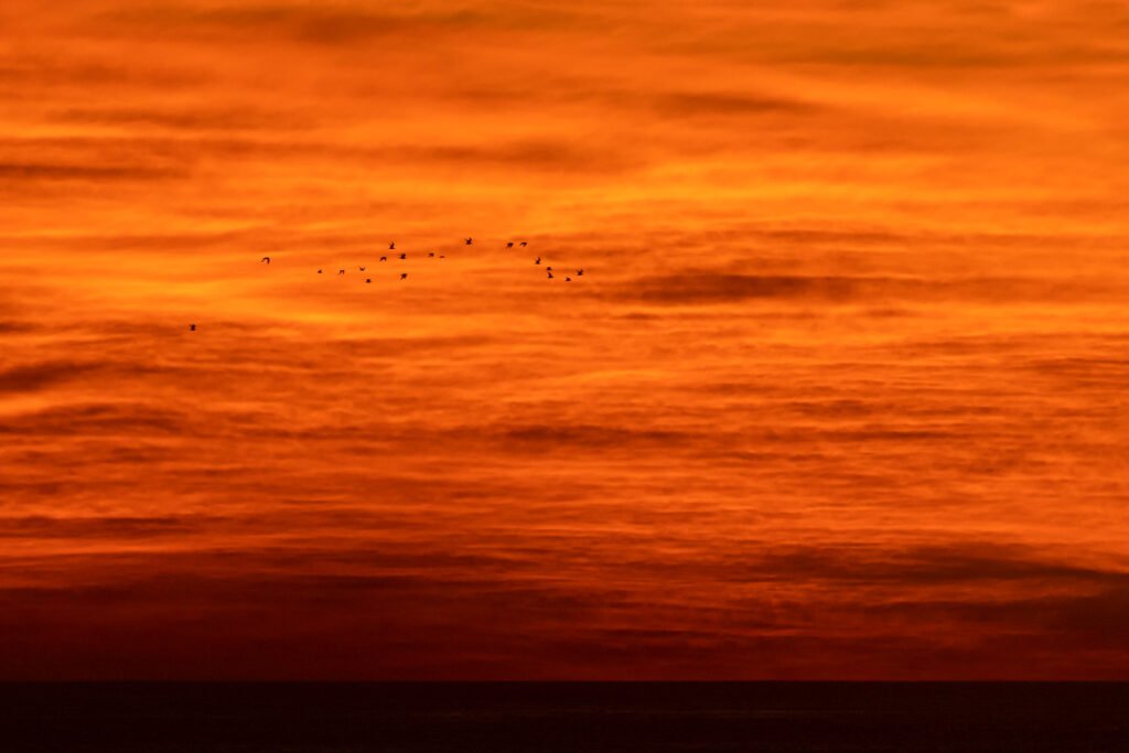 Greater Crested Terns flying with beautiful clouds silhouette.