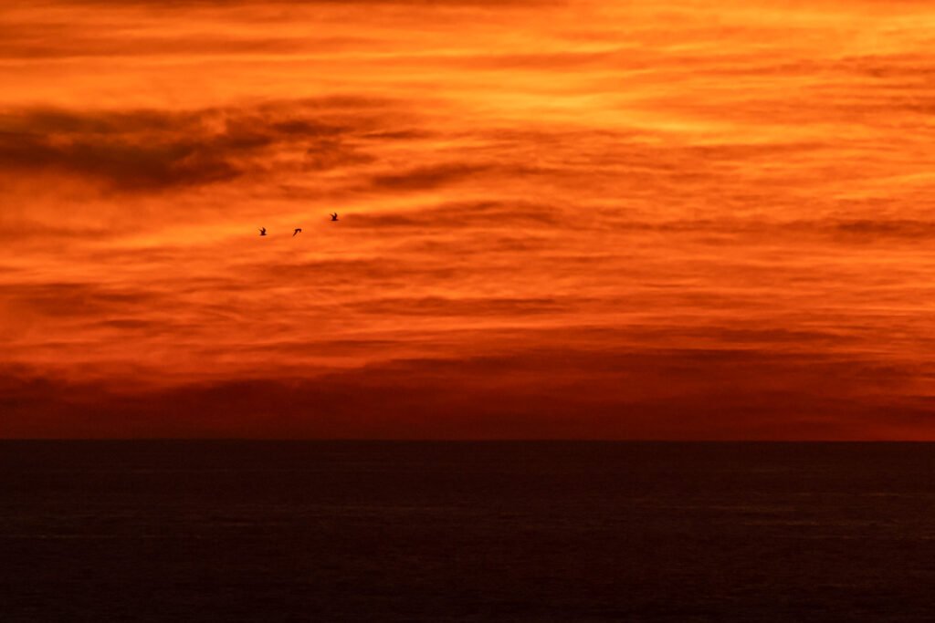 Greater Crested Terns flying with beautiful clouds silhouette.