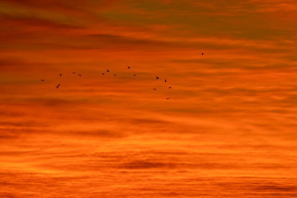 Greater Crested Terns flying with beautiful clouds silhouette.