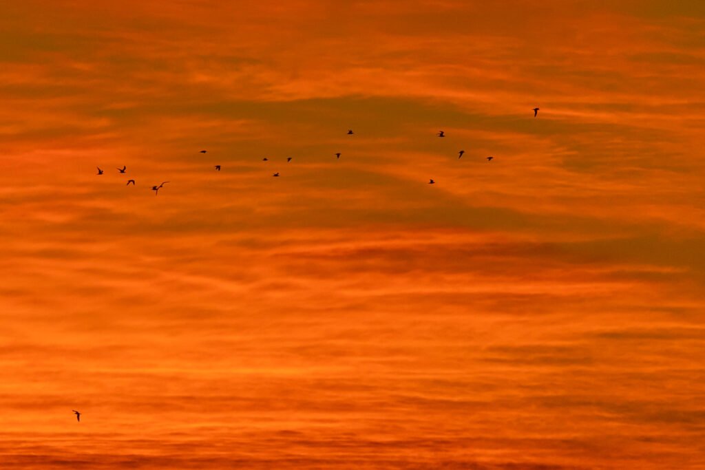 Greater Crested Terns flying with beautiful clouds silhouette.