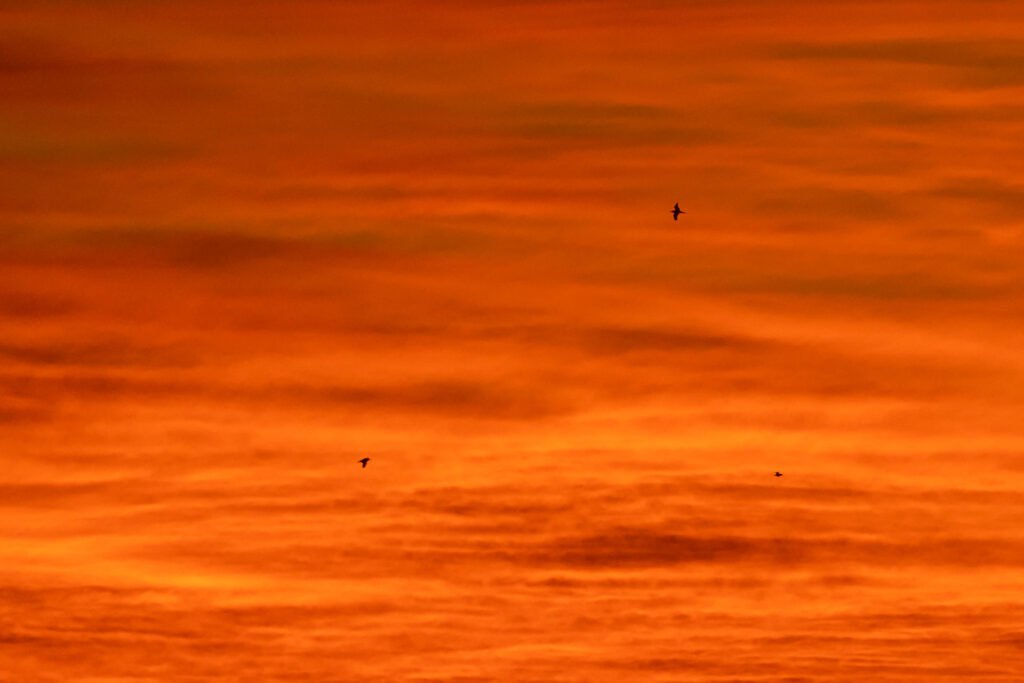 Greater Crested Terns flying with beautiful clouds silhouette.