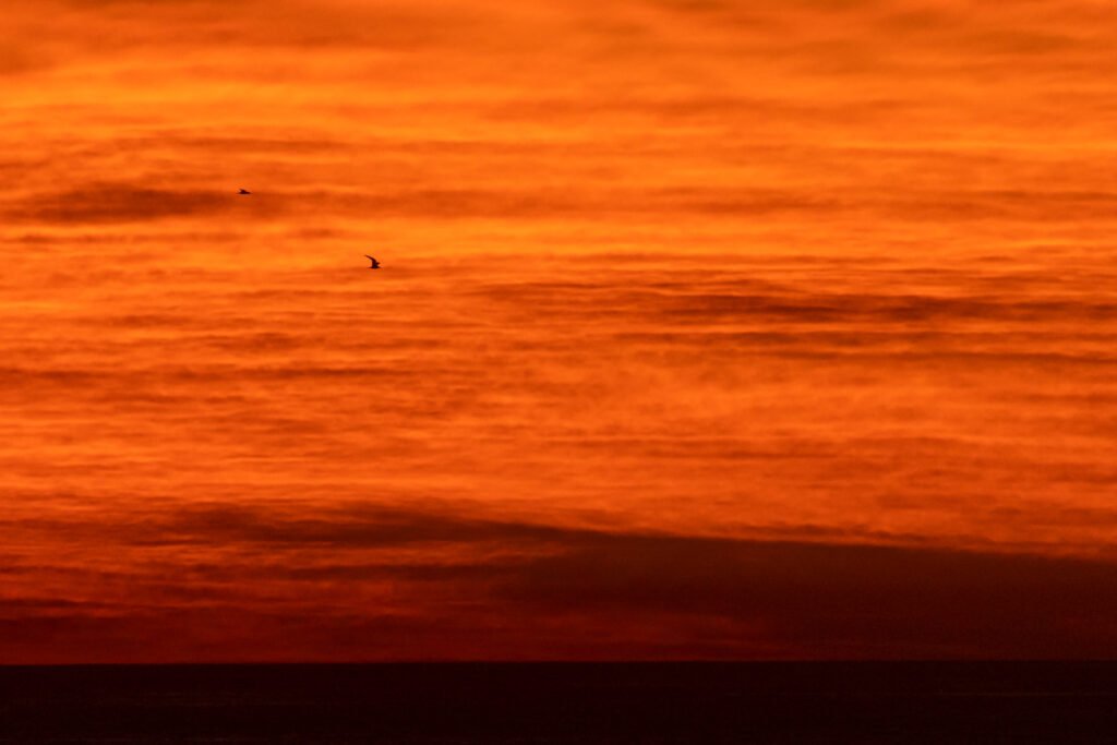 Greater Crested Terns flying with beautiful clouds silhouette.