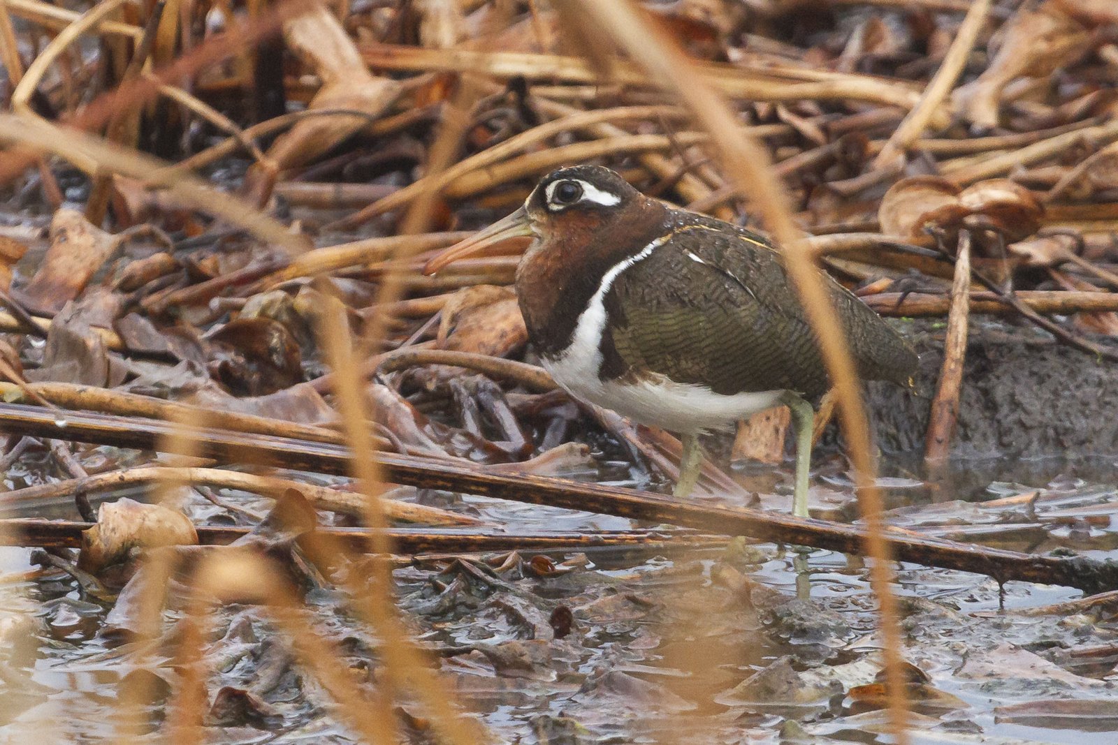 greater-painted-snipe-standing