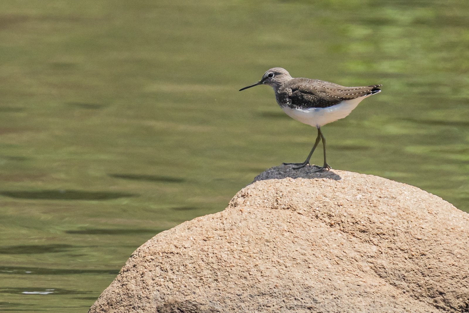 Green Sandpiper standing on a rock.