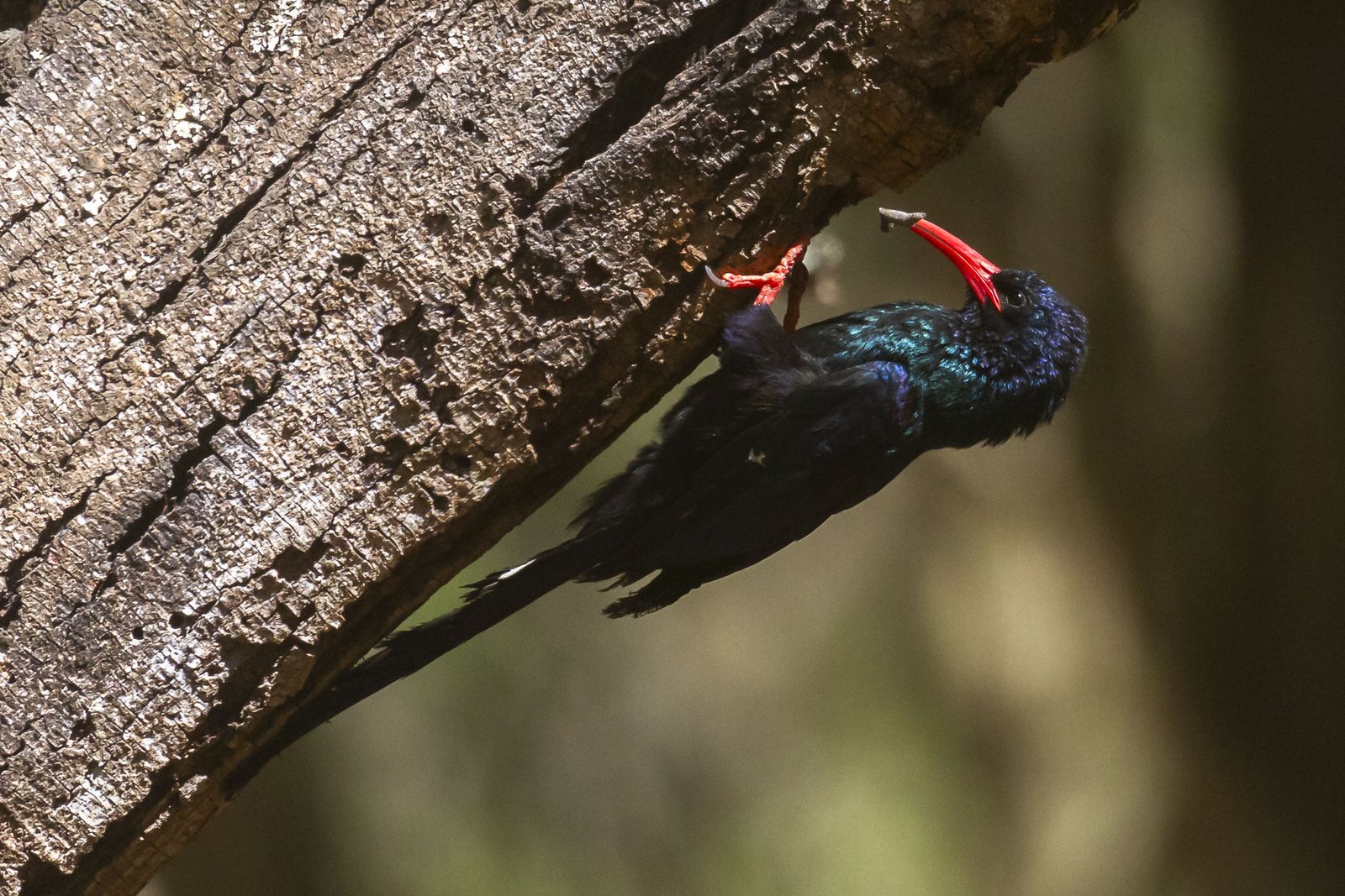 green-wood-hoopoe-perched