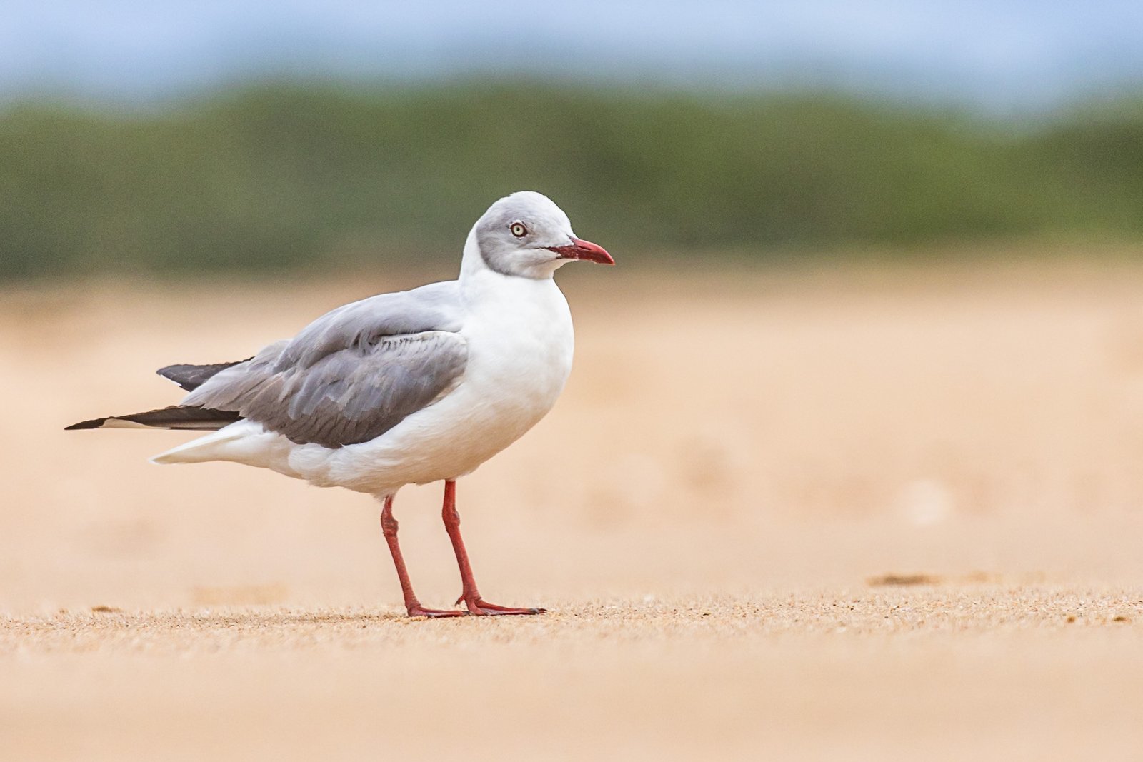 Grey-headed Gull standing.