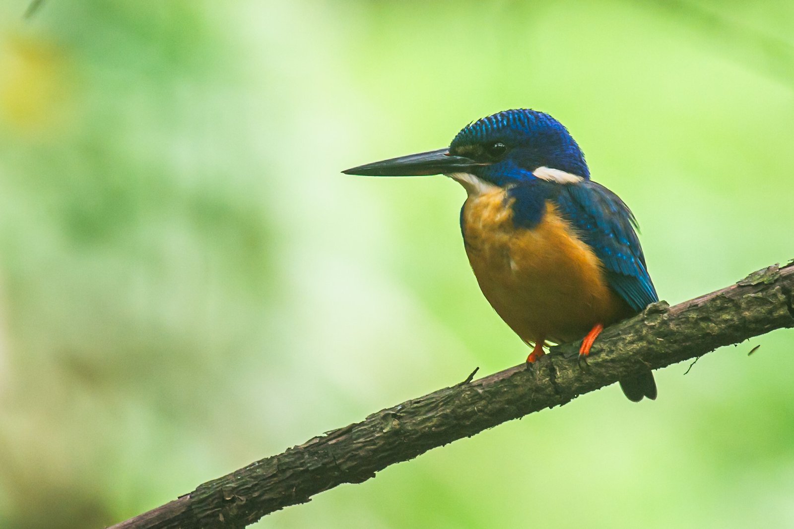 half-collared-kingfisher-bird-perched