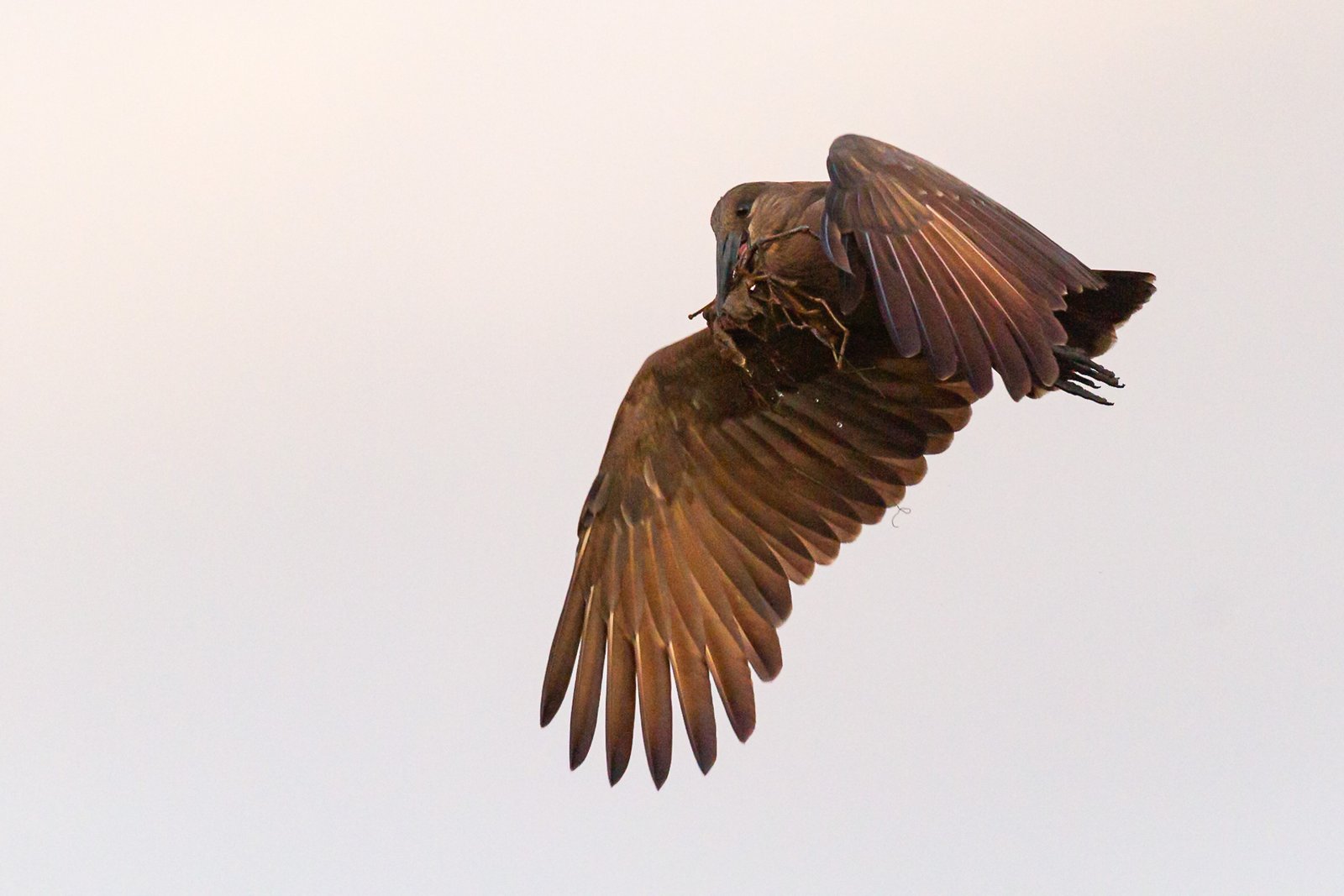 hamerkop-bird-in-flight-6