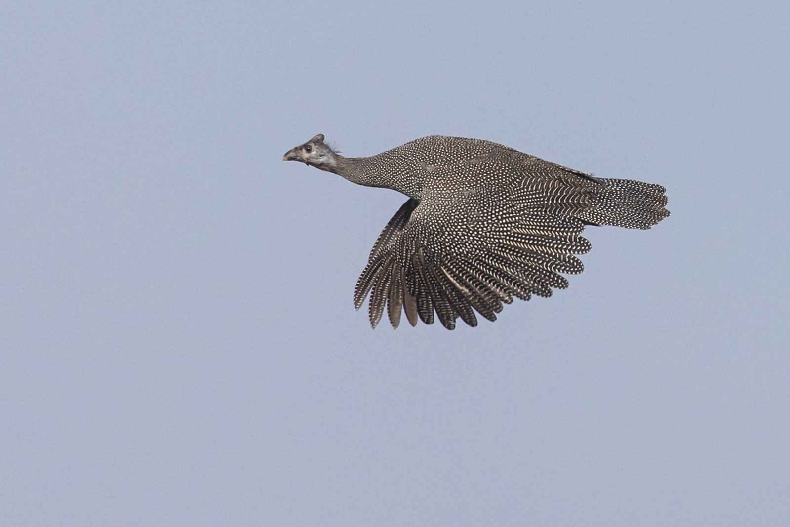 Helmeted Guineafowl