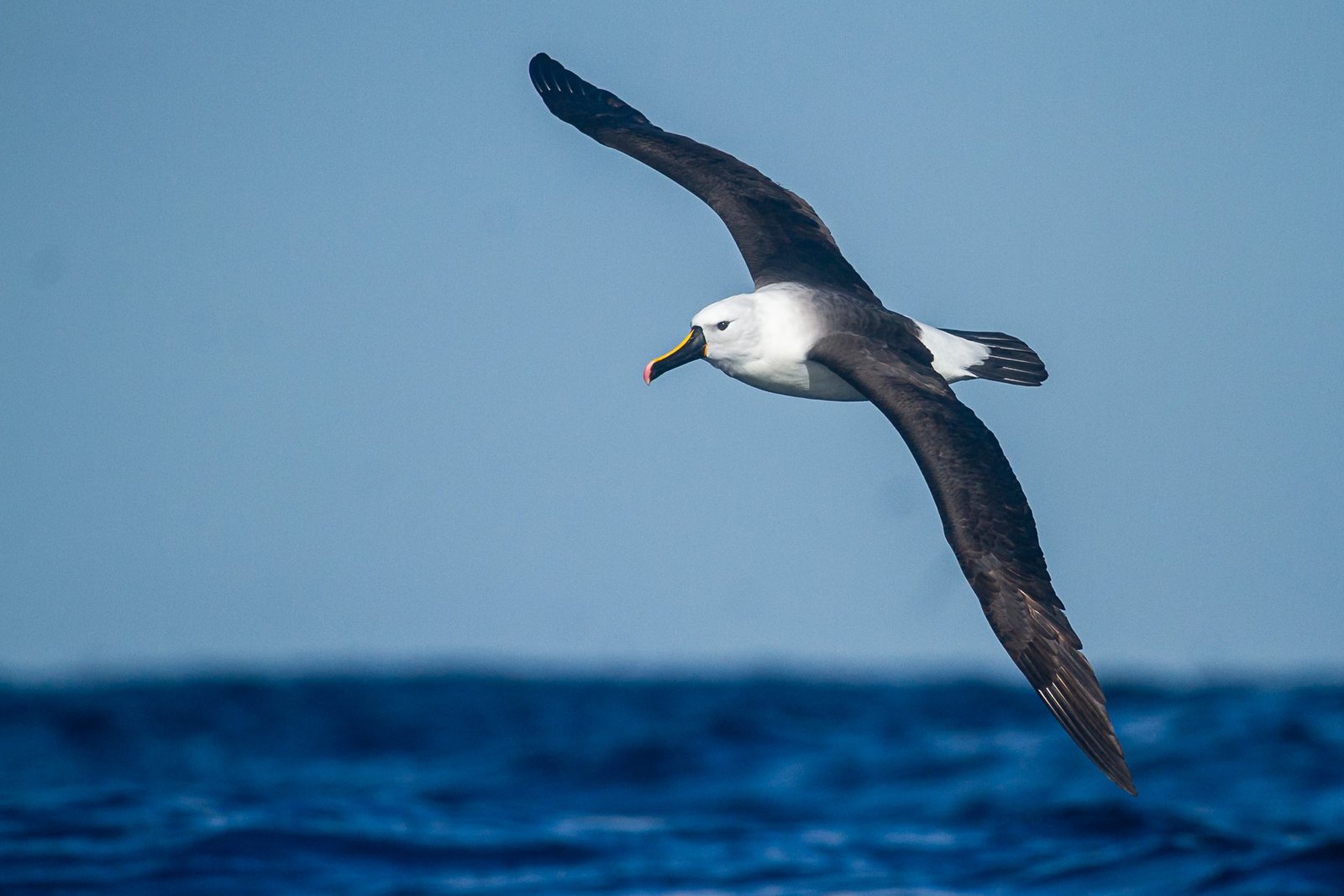 indian-yellow-nosed-albatross-bird-in-flight-3