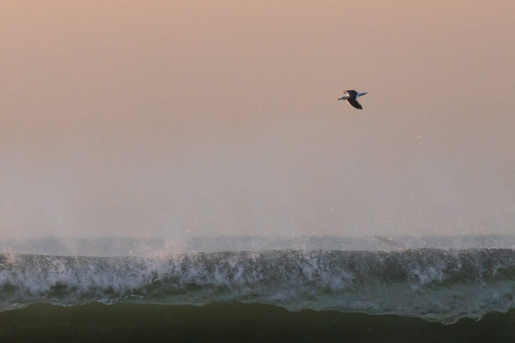 Kelp Gull flying with breaking wave.