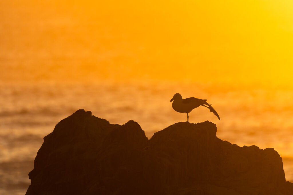 Kelp Gull standing on a rock stretching silhouette.