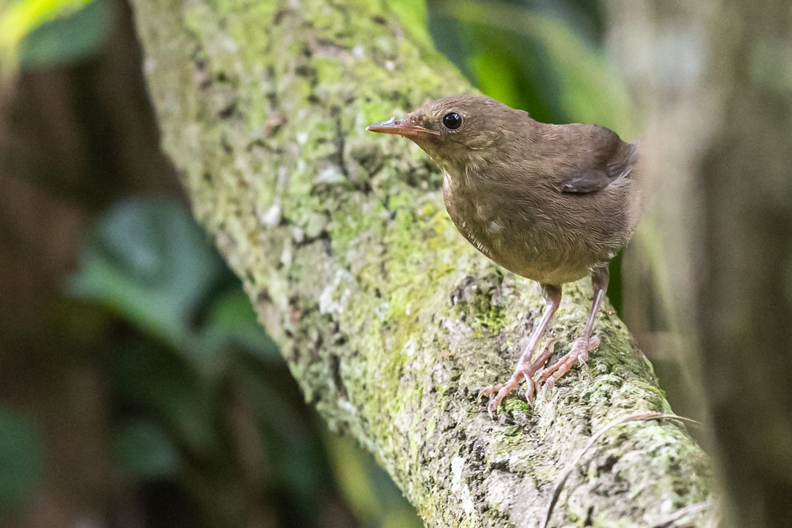 knysna-warbler-bird-perched-2