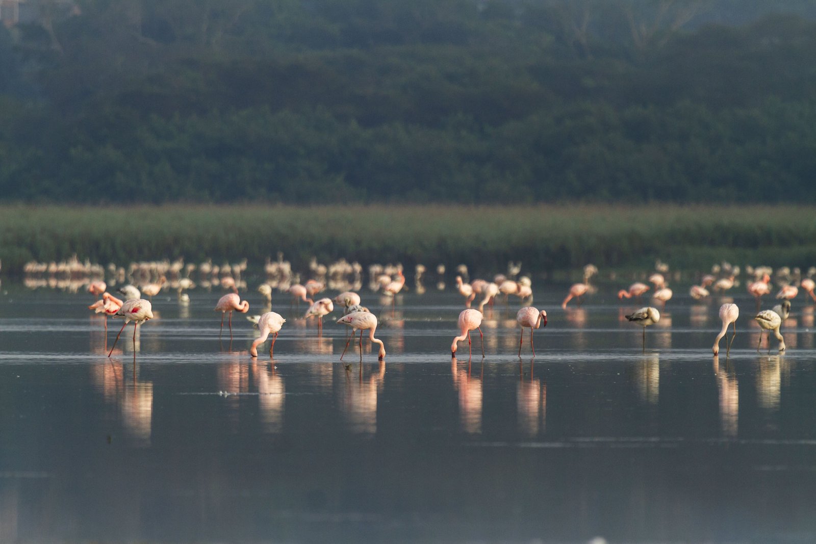 lesser-flamingo-flock