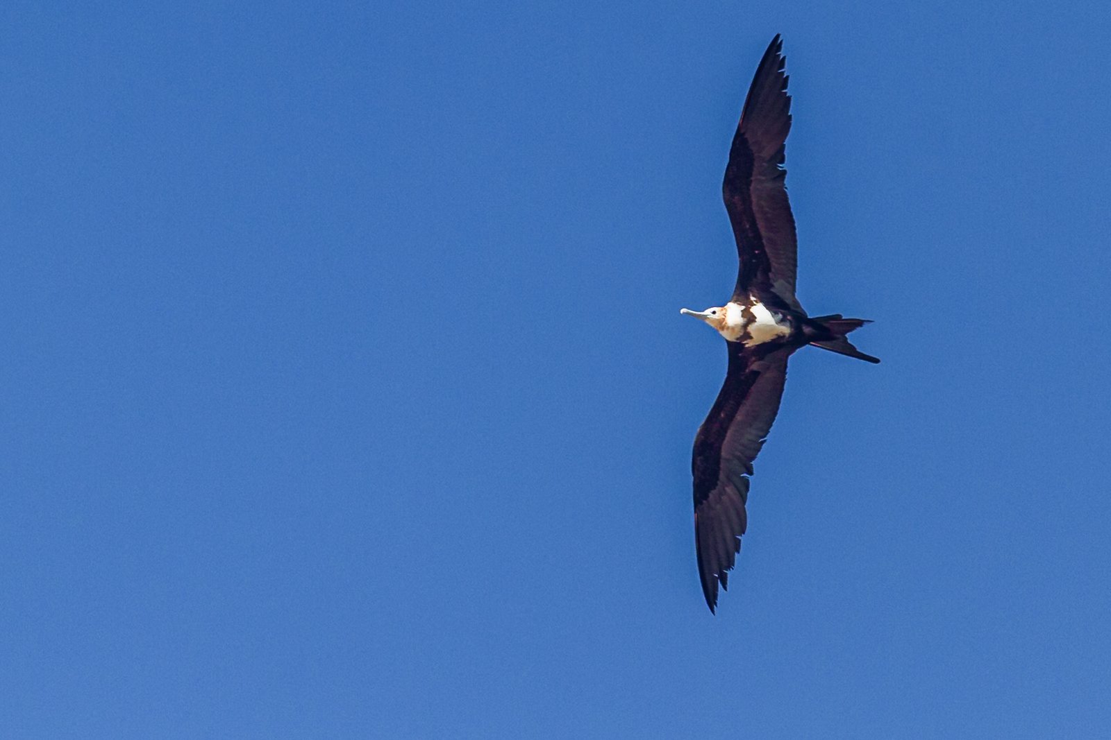 lesser-frigatebird-bird-in-flight-13