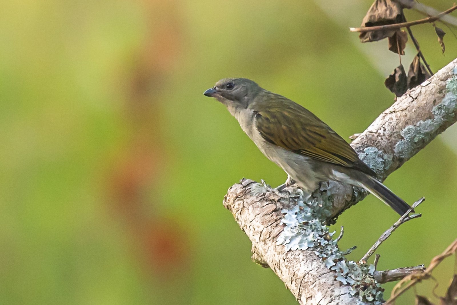 lesser-honeyguide-bird-perched