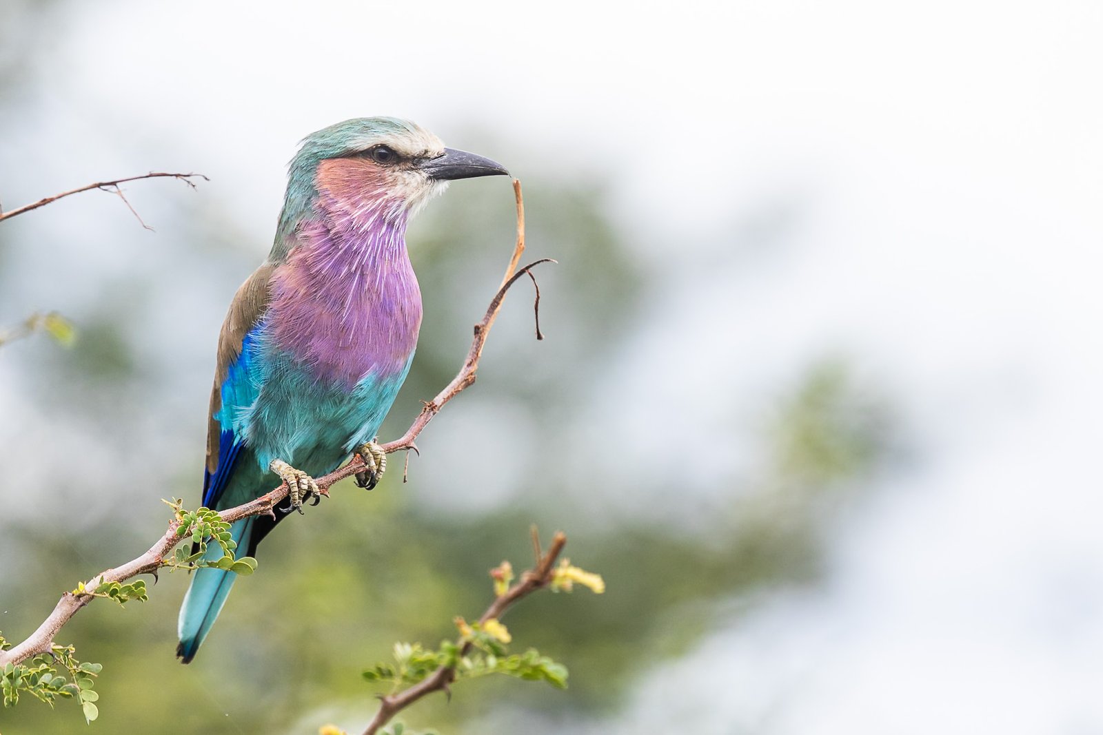 lilac-breasted-roller-bird-perched-11