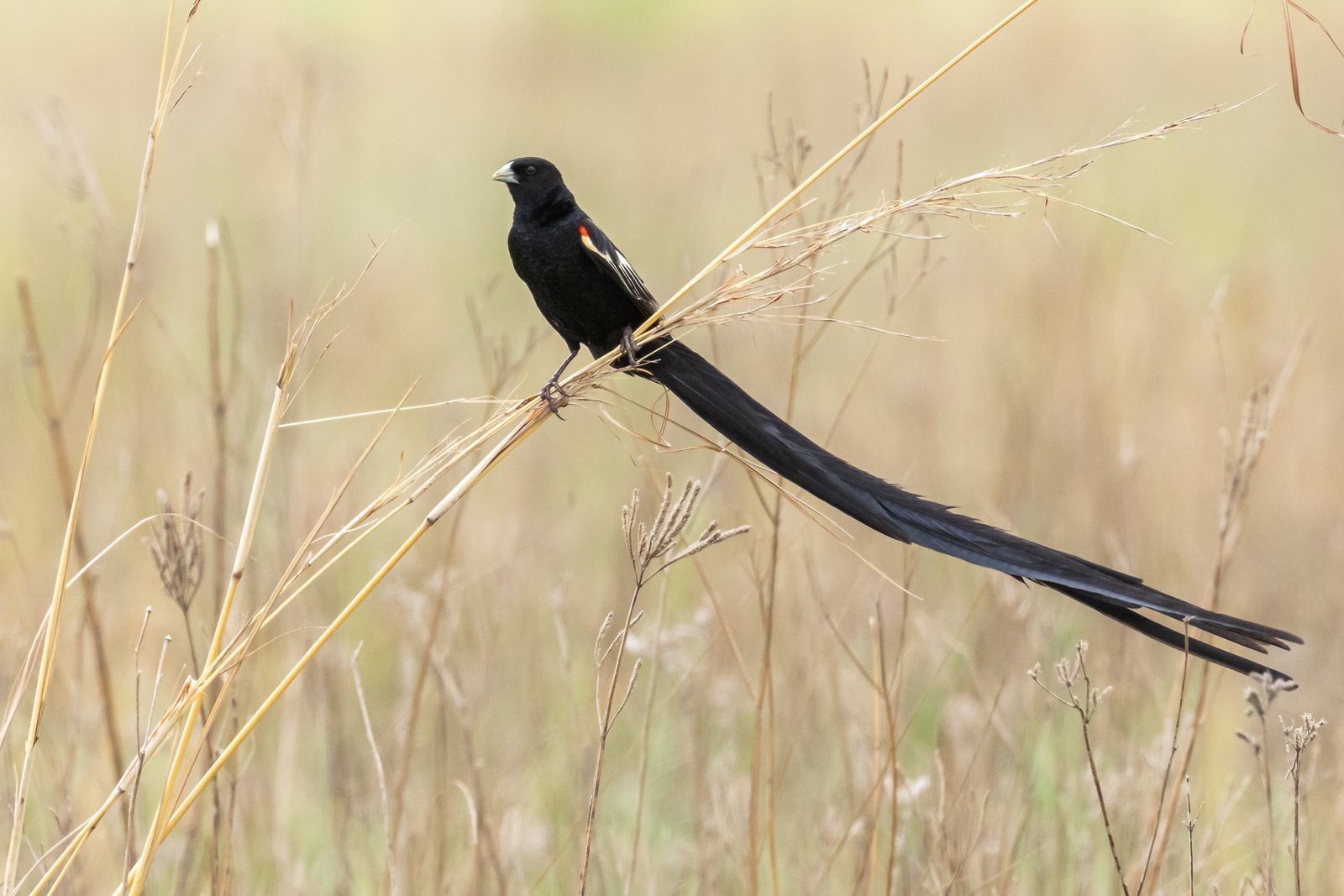 Long-tailed Widowbird perched on grass.