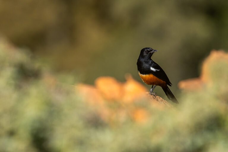 Mocking Cliff Chat perched on a rock.