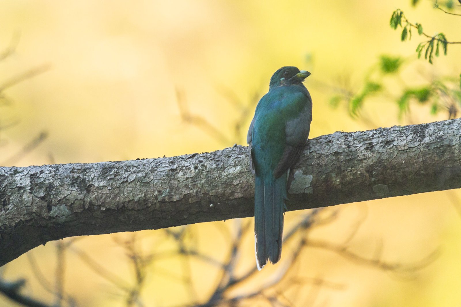 narina-trogon-perched