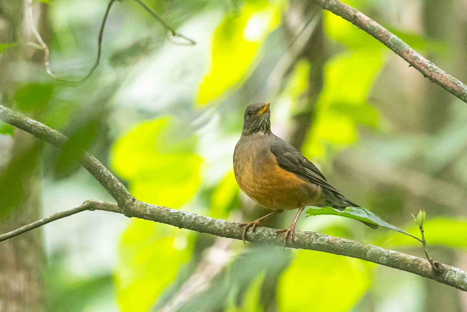 olive-thrush-bird-perched