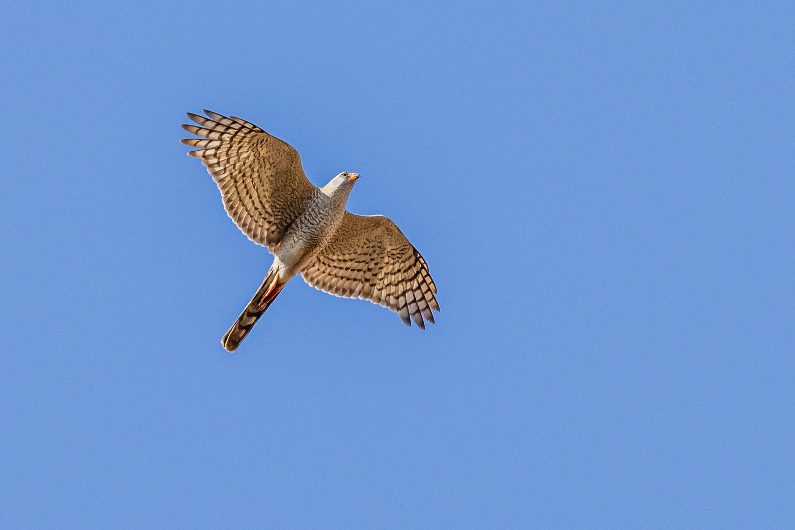 Ovambo Sparrowhawk flying.