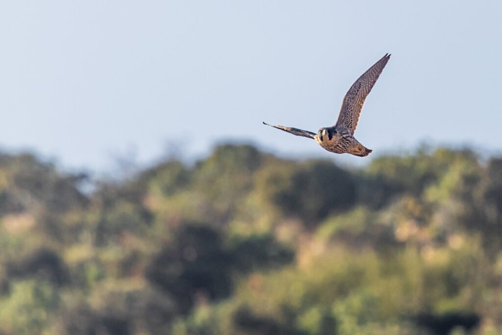 Peregrine Falcon flying.