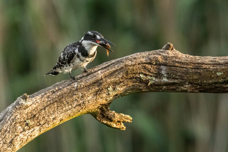 Pied Kingfisher eating a fish.