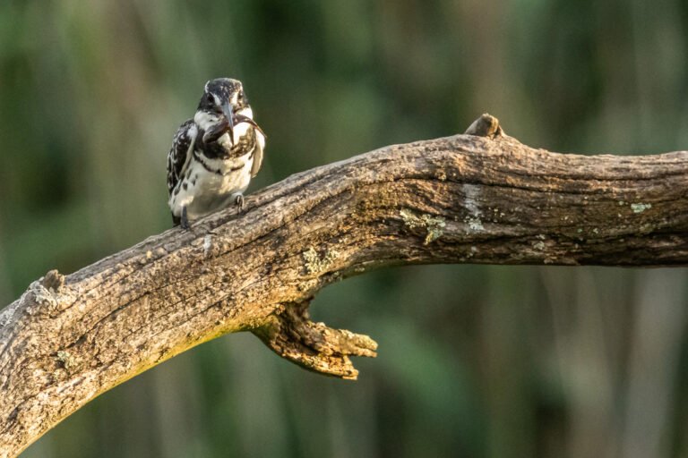 Pied Kingfisher eating a fish.