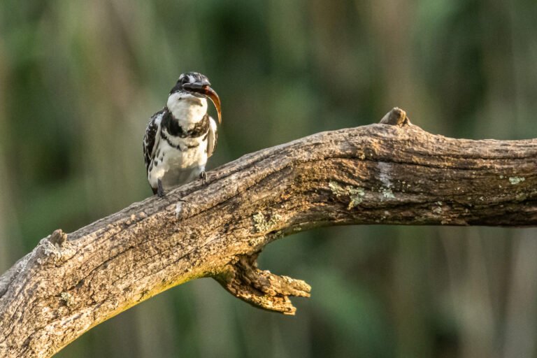 Pied Kingfisher eating a fish.