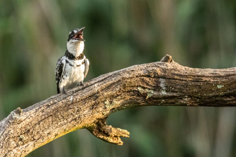 Pied Kingfisher eating a fish.