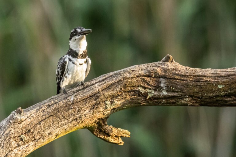 Pied Kingfisher eating a fish.